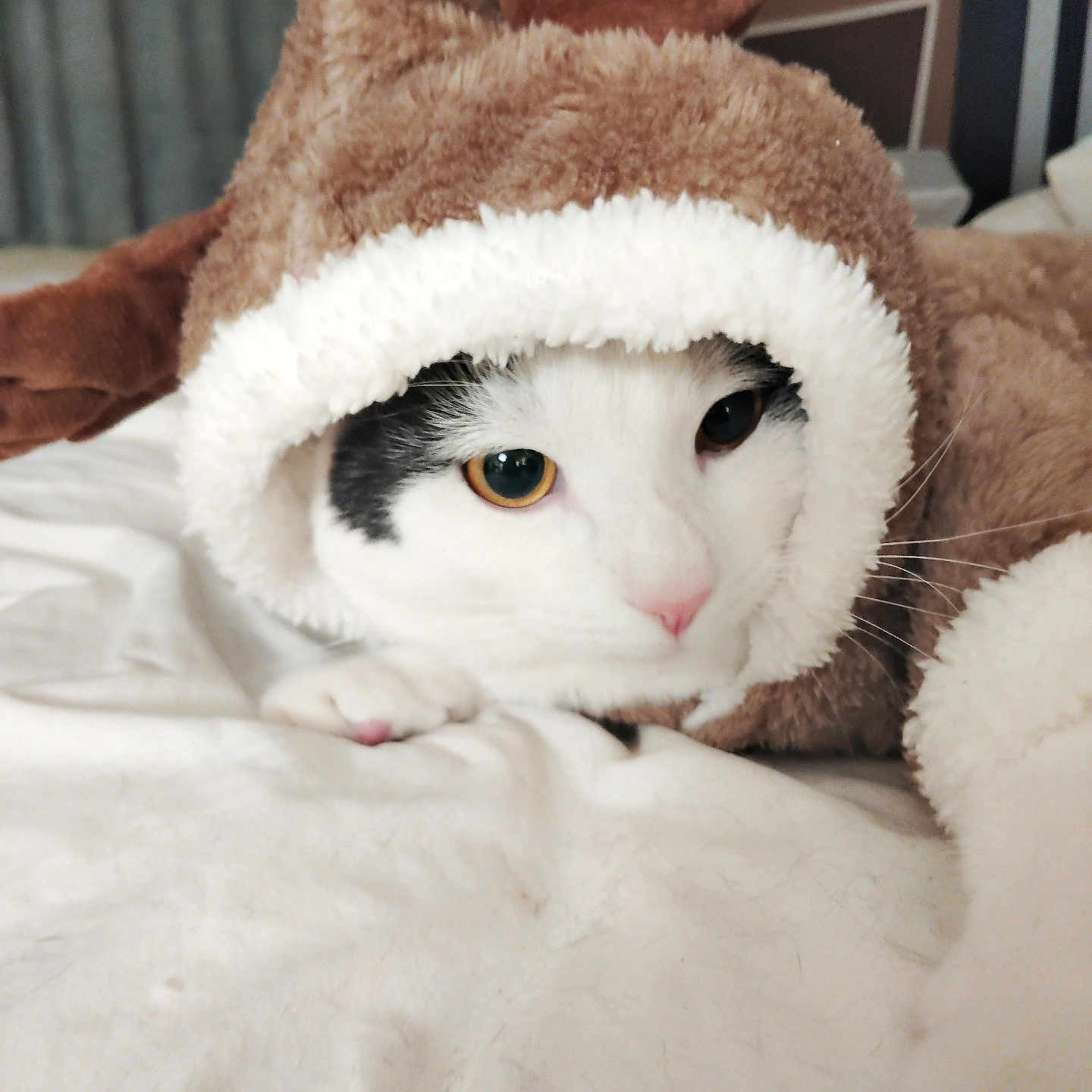 Bojangles joined the competition — help win amazing prizes! animal, bed, black_and_white, blanket, cat, closeup, costume, cozy, cute, face, fur, indoor, looking, lying_down, pet, pink_nose, reindeer, soft, whiskers, white