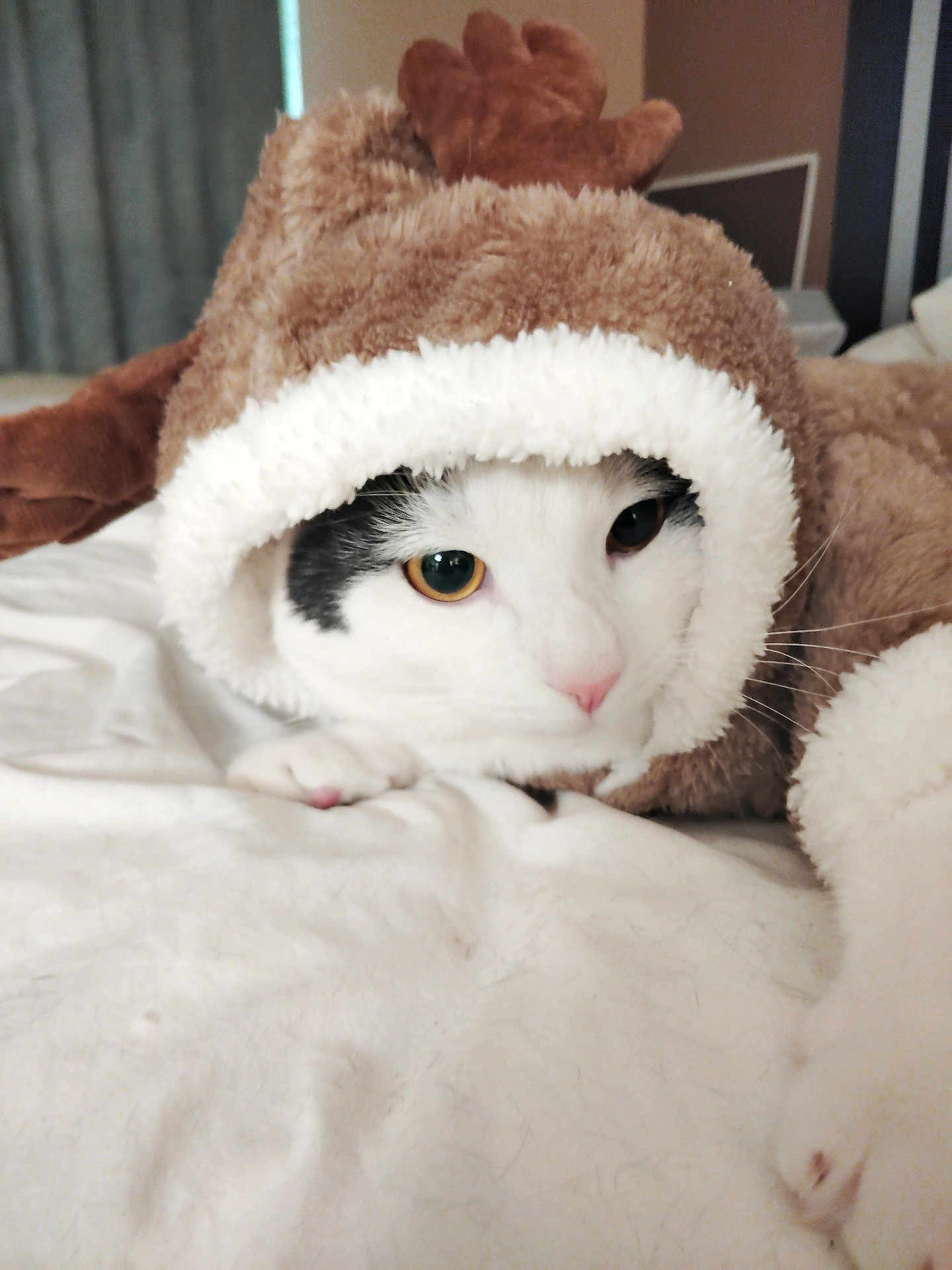 Bojangles joined the competition — help win amazing prizes! cat, animal, pet, costume, reindeer, bed, white, fur, cute, lying_down, indoor, soft, cozy, looking, closeup, face, whiskers, pink_nose, black_and_white, blanket