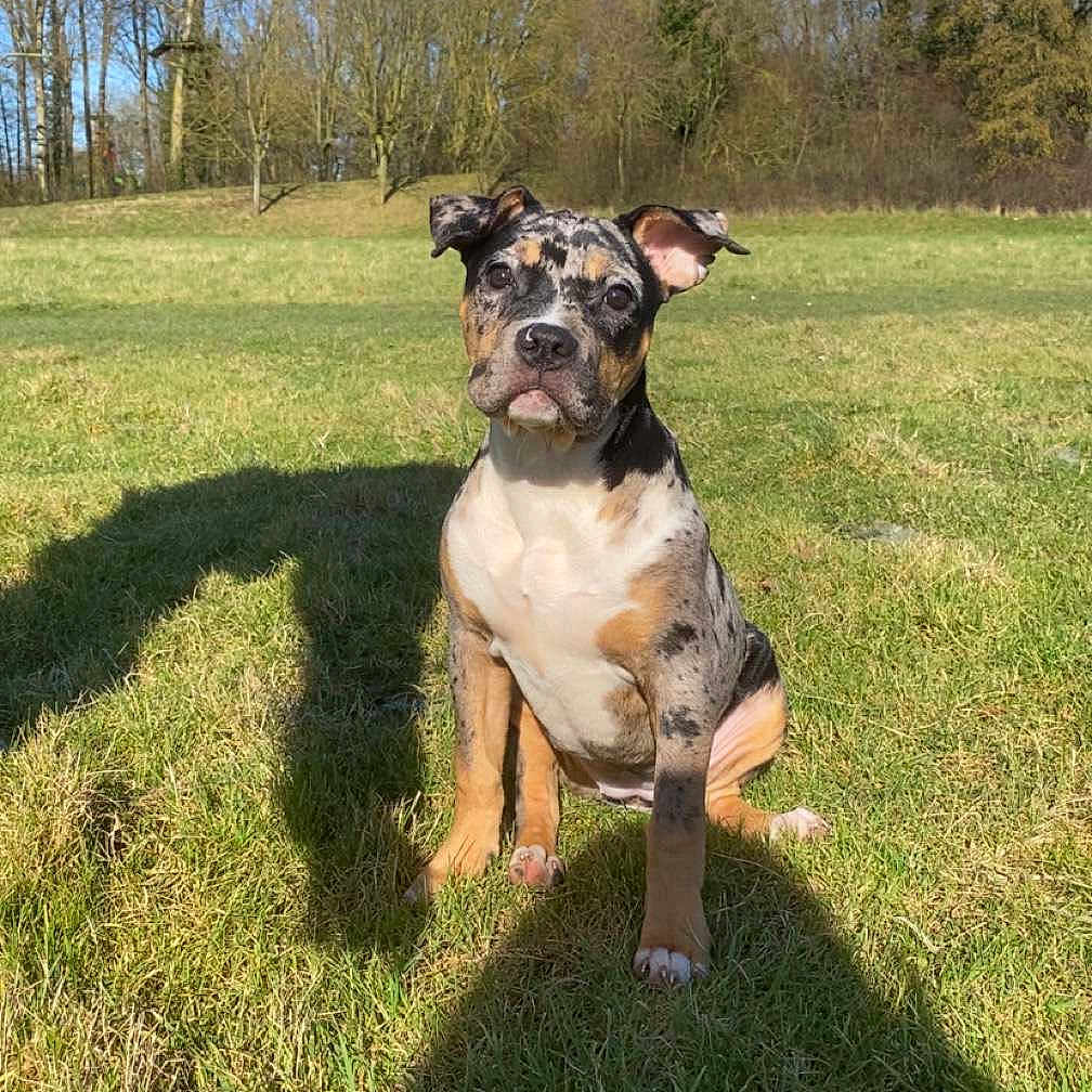 Tara participe au concours pour gagner de l'argent avec cette photo : animal, boxer, bulldog, canine, dog, face, field, grass, grassland, grove, land, nature, outdoors, park, pet, plant, puppy, tree, vegetation, woodland