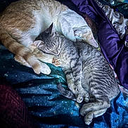 Hazel joined the competition — help win amazing prizes! cat, cats, sleeping, snuggling, bed, blanket, feline, pet, cozy, resting, fur, domestic_animal, animal, cute, two_animals, companion, indoor, relaxed, friendship, comfort