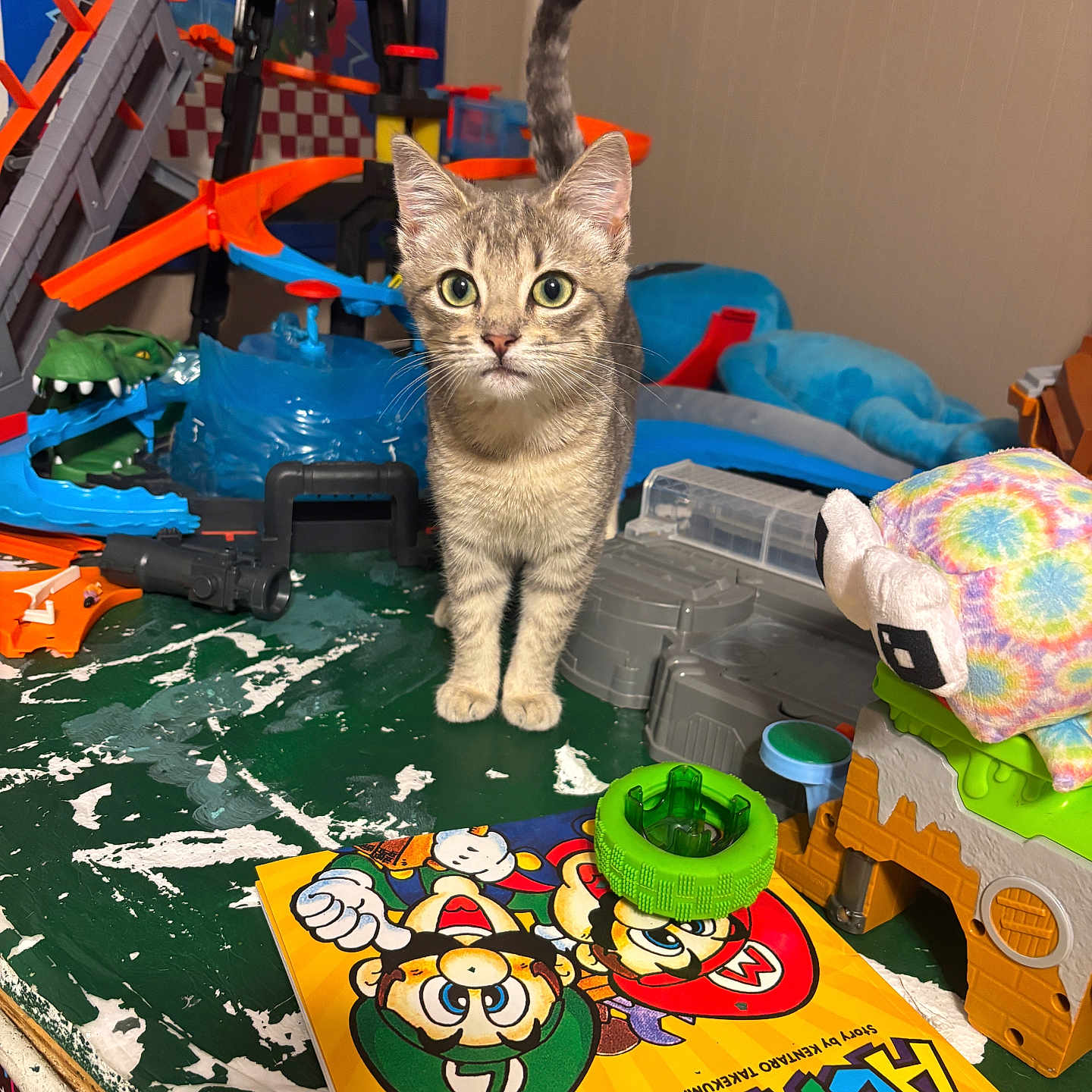 Hazel is registered to the contest to win money with this photo: cat, tabby, toy, comic_book, table, indoor, green_table, stuffed_animal, plastic_toy, curious, playful, colorful, feline, pet, face, ears, whiskers, eyes, tail, clutter