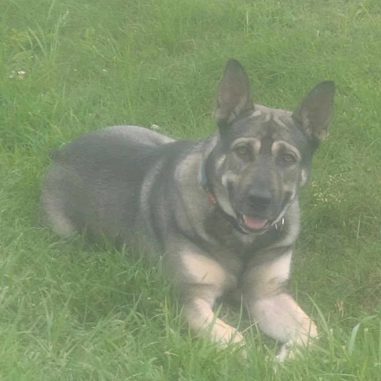 Bear is registered to the contest to win money with this photo: dog, shepherd_mix, canine, pet, grass, outdoors, lying_down, lying, portrait, animal, black_and_tan, upright_ears, open_mouth, happy, looking_at_camera, greenery, lawn, backyard, collar, summer