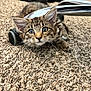 Motley joined the competition — help win amazing prizes! kitten, cat, tabby, carpet, floor, indoor, furniture, chair, metal, curious, pet, animal, whiskers, ears, paw, young, cute, playful, domestic, fur