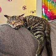 Motley joined the competition — help win amazing prizes! cat, kitten, sleeping, tabby, couch, gray_couch, indoor, furniture, pet, animal, relaxing, cozy, closeup, fluffy, cute, nap, resting, domestic_cat, striped, tail