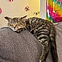 cat, kitten, sleeping, tabby, couch, gray_couch, indoor, furniture, pet, animal, relaxing, cozy, closeup, fluffy, cute, nap, resting, domestic_cat, striped, tail