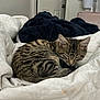 Motley is registered to the contest to win money with this photo: kitten, cat, sleeping, bed, blanket, quilt, striped, tabby, feline, indoor, cozy, nap, fur, pet, domestic_animal, resting, white, blue, soft, peaceful