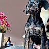 Bianca a rejoint le concours — aidez-le/la à gagner de superbes lots ! animal, black_dog, bottle, brown_dog, couch, curious, dog, domestic, flower, fur, household, indoor, looking_away, pet, pillow, puppy, sitting, table, vase, young_dog