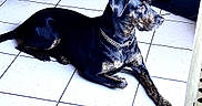 Bianca a rejoint le concours — aidez-le/la à gagner de superbes lots ! animal, black_dog, brown_spots, calm, canine, chain_collar, dog, domestic_animal, ears, floor_tiles, fur, indoor, laying_down, looking_away, medium_sized_dog, pet, quiet, resting, side_view, tiled_floor