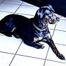 animal, black_dog, brown_spots, calm, canine, chain_collar, dog, domestic_animal, ears, floor_tiles, fur, indoor, laying_down, looking_away, medium_sized_dog, pet, quiet, resting, side_view, tiled_floor