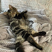 Leo is registered to the contest to win money with this photo: cat, tabby_cat, fluffy, pet, feline, animal, resting, blanket, soft_texture, patterned_background, indoor, cute, curious, lying_down, stretching, whiskers, ears, tail, fur, relaxed