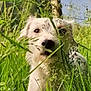 Steffy Du Champ participe au concours pour gagner de l'argent avec cette photo : dog, white_dog, grass, greenery, nature, outdoor, plants, tree_trunk, sky, curious, animal, pet, fur, snout, ears, daylight, field, wild_plants, closeup, portrait