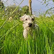 Steffy Du Champ a rejoint le concours — aidez-le/la à gagner de superbes lots ! dog, grass, field, nature, greenery, outdoor, wildflowers, sunlight, canine, pet, playful, animal, summer, plants, meadow, fur, ears, snout, daylight, countryside
