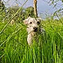 dog, grass, field, nature, greenery, outdoor, wildflowers, sunlight, canine, pet, playful, animal, summer, plants, meadow, fur, ears, snout, daylight, countryside