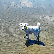 Steffy Du Champ participe au concours pour gagner de l'argent avec cette photo : animal, beach, calm, clouds, collar, daytime, dog, nature, outdoor, pet, reflection, ripples, shadow, shore, small_dog, standing, sunny, water, wet_sand, white_dog