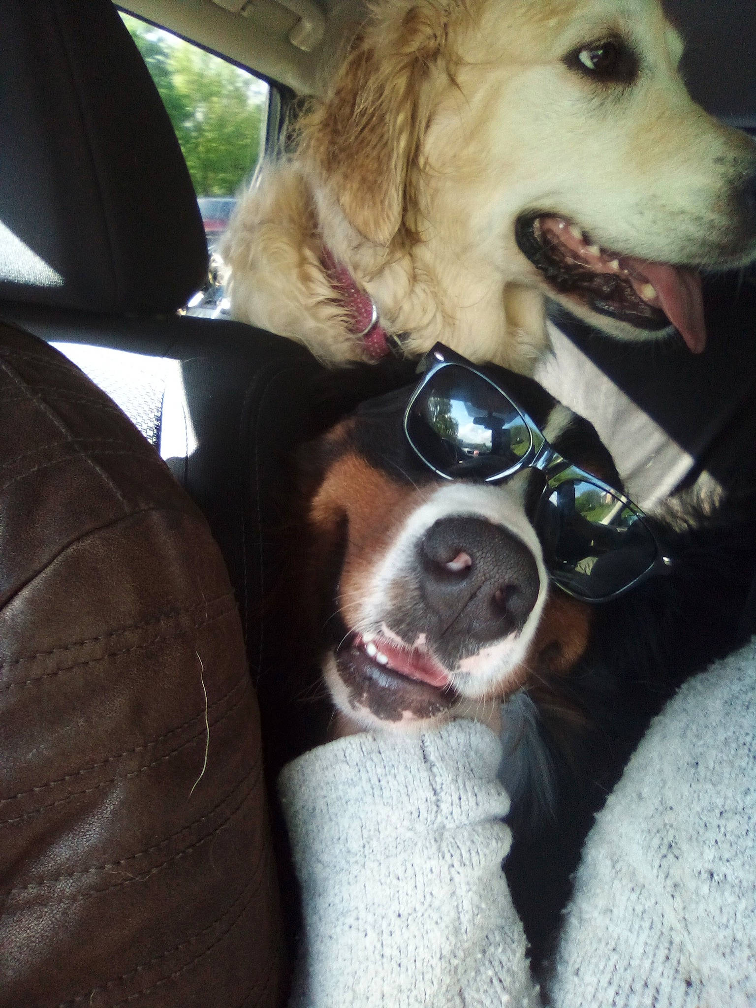 Naïse a rejoint le concours — aidez-le/la à gagner de superbes lots ! canidae, carnivore, companion_dog, dog, dog_breed, mammal, nose, snout, sporting_group, vertebrate, whiskers