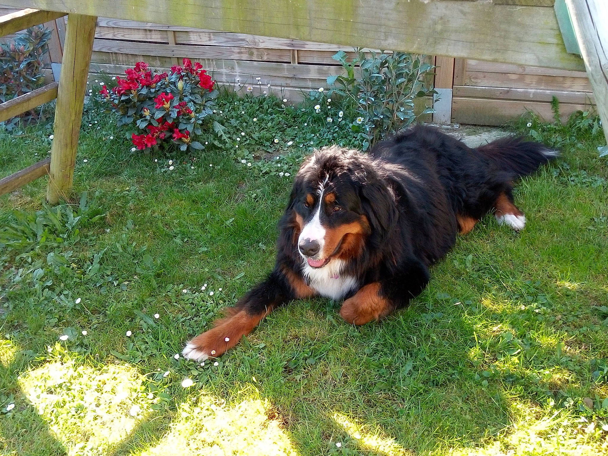 Naïse a rejoint le concours — aidez-le/la à gagner de superbes lots ! bernese_mountain_dog, canidae, carnivore, companion_dog, dog, dog_breed, english_shepherd, grass, greater_swiss_mountain_dog, mammal, sporting_group, vertebrate