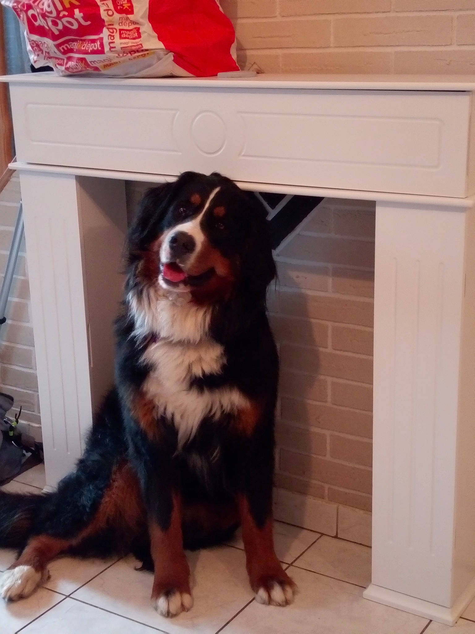 Naïse a rejoint le concours — aidez-le/la à gagner de superbes lots ! bernese_mountain_dog, canidae, carnivore, companion_dog, dog, dog_breed, mammal, snout, sporting_group, vertebrate, working_dog