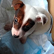 Nina a rejoint le concours — aidez-le/la à gagner de superbes lots ! puppy, dog, small_dog, animal, pet, white_fur, brown_fur, black_markings, floppy_ears, pointed_ears, face, eyes, nose, blanket, blue_blanket, indoors, cuddly, resting, portrait, cute