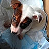 puppy, dog, small_dog, animal, pet, white_fur, brown_fur, black_markings, floppy_ears, pointed_ears, face, eyes, nose, blanket, blue_blanket, indoors, cuddly, resting, portrait, cute