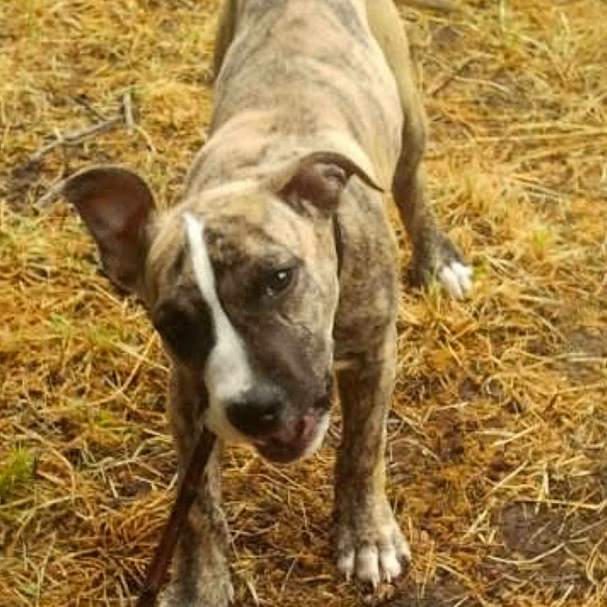 Nina