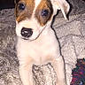 Nina a rejoint le concours — aidez-le/la à gagner de superbes lots ! puppy, dog, pet, animal, portrait, sitting, floppy_ears, brown_and_white, white_fur, short_fur, brown_markings, blue_eyes, black_nose, cute, adorable, blanket, bedding, indoor, close_up, colorful_fabric
