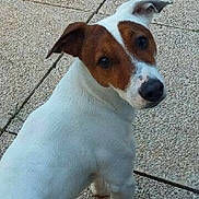 Djul participe au concours pour gagner de l'argent avec cette photo : dog, puppy, white_fur, brown_patches, short_hair, floppy_ears, pointed_ear, tilted_head, black_nose, brown_eyes, standing, outdoor, tiled_floor, patio, curious, adorable, portrait, vertical_photo, smartphone_capture, tail