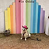 dog, canine, pet, animal, sitting, pink_hat, cowboy_hat, rainbow, colorful_background, outdoor, portrait, leash, basket, rustic, wall, ground, happy, open_mouth, fashion, event