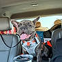 backseat, canine, car, daylight, dog, domestic_animal, french_bulldog, happy, harness, hat, leash, pet, puppy, seat, smiling, sun_hat, tongue_out, travel, vehicle_interior, window
