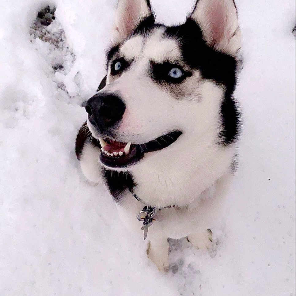 Buckeye joined the competition — help win amazing prizes! animal, bodypart, canine, clothing, dog, eskimodog, face, footwear, head, husky, mouth, nature, outdoors, person, pet, puppy, shoe, snow, whitedog, winter