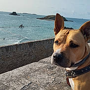 Nala a rejoint le concours — aidez-le/la à gagner de superbes lots ! dog, tan, ears, collar, stone_wall, ocean, sea, water, island, fence, outdoor, sky, clouds, animal, pet, nature, scenic, coast, daytime, landscape