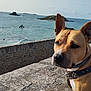 dog, tan, ears, collar, stone_wall, ocean, sea, water, island, fence, outdoor, sky, clouds, animal, pet, nature, scenic, coast, daytime, landscape