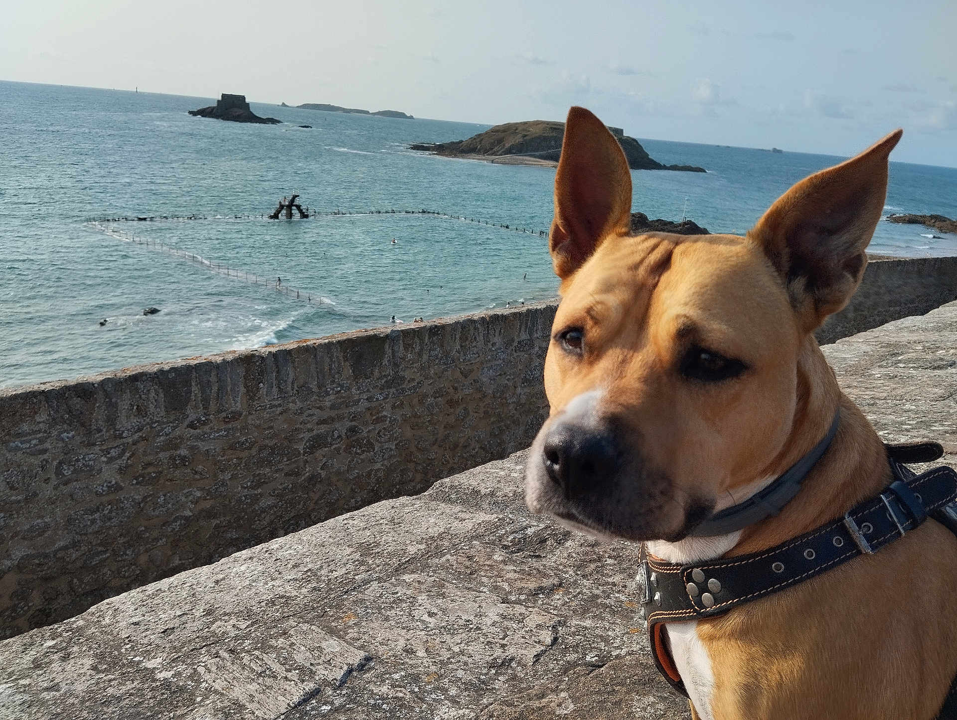 Nala a rejoint le concours — aidez-le/la à gagner de superbes lots ! dog, tan, ears, collar, stone_wall, ocean, sea, water, island, fence, outdoor, sky, clouds, animal, pet, nature, scenic, coast, daytime, landscape