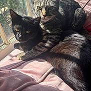 Raven is registered to the contest to win money with this photo: animal, black_cat, blanket, cat, companion, cozy, cute, domestic, fur, indoor, pair, pets, relaxing, resting, snuggling, soft, sunlight, tabby_cat, whiskers, window