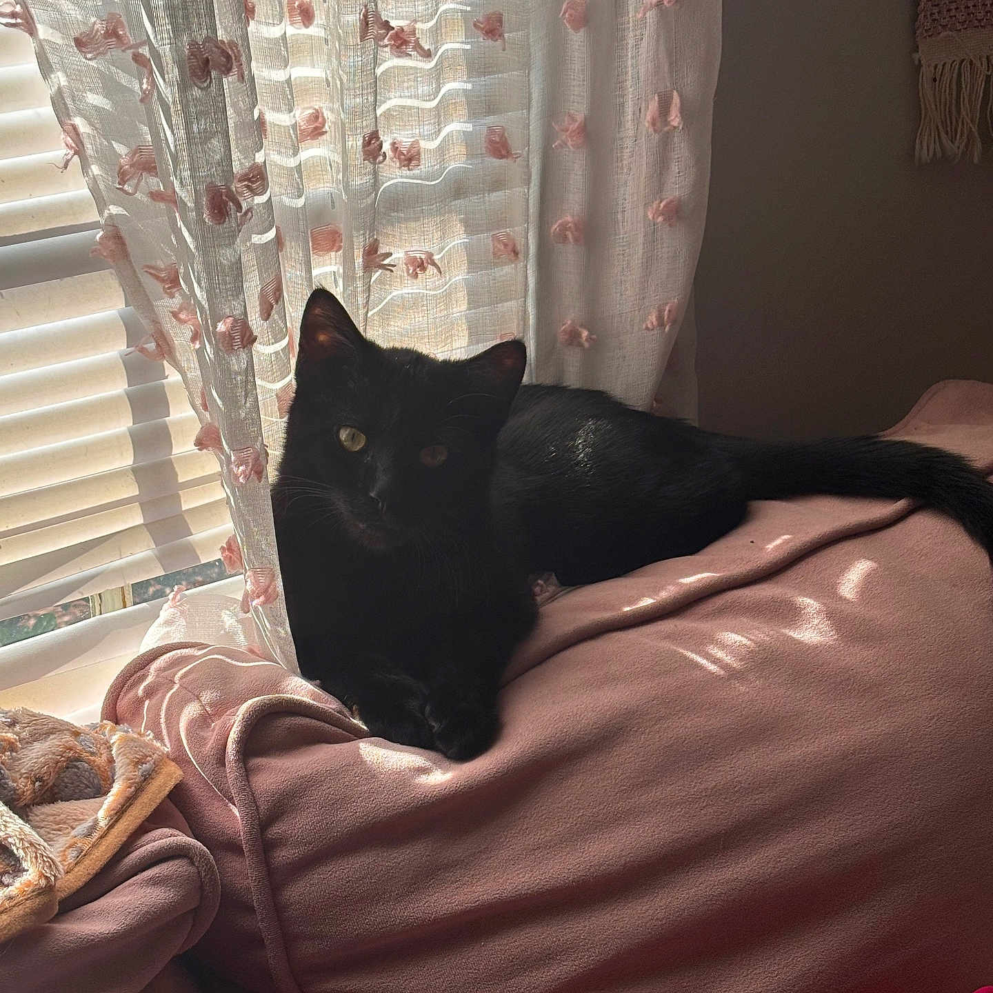 Raven is registered to the contest to win money with this photo: animal, black_cat, blanket, cat, couch, cozy, curtains, domestic, fabric, feline, home, indoor, pet, pink, relaxing, resting, shadow, soft_light, sunlight, window