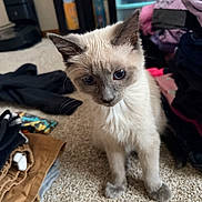 Shadow joined the competition — help win amazing prizes! kitten, cat, siamese, blue_eyes, carpet, clothes, laundry, indoor, pet, curious, young, animal, feline, soft_fur, messy, stacked_clothes, background, floor, domestic, cute