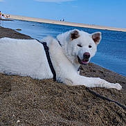 Aiko a rejoint le concours — aidez-le/la à gagner de superbes lots ! dog, white_dog, beach, sand, water, harness, outdoor, relaxing, sky, calm, nature, pet, animal, daytime, leash, smiling, happy, resting, people, background
