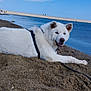 dog, white_dog, beach, sand, water, harness, outdoor, relaxing, sky, calm, nature, pet, animal, daytime, leash, smiling, happy, resting, people, background