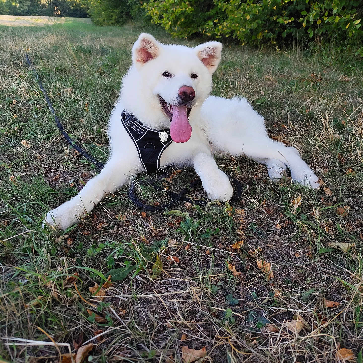 Aiko a rejoint le concours — aidez-le/la à gagner de superbes lots ! animal, canine, dog, field, forest_edge, friendly, grass, greenery, happy, harness, leash, lying_down, mammal, nature, outdoor, pet, playful, summer, tongue_out, white_dog