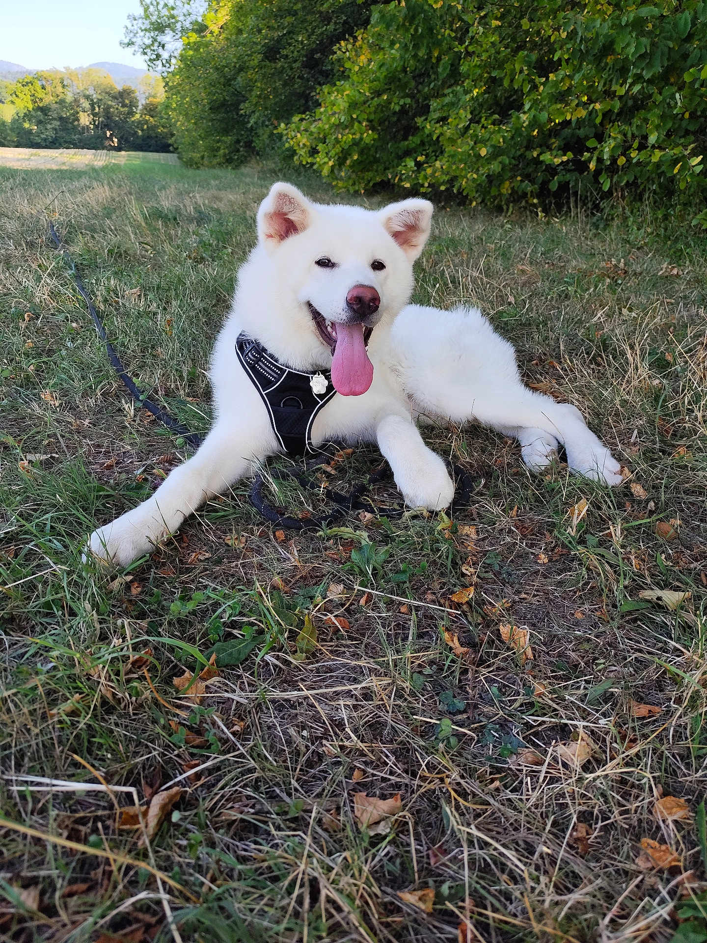 Aiko a rejoint le concours — aidez-le/la à gagner de superbes lots ! dog, white_dog, outdoor, grass, harness, tongue_out, happy, pet, nature, canine, animal, lying_down, summer, field, greenery, forest_edge, playful, leash, mammal, friendly