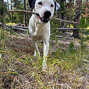 Mickey is registered to the contest to win money with this photo: animal, black_ears, canine, daylight, dog, forest, grass, ground, happy, muzzle, nature, outdoor, pet, playful, snout, stick, trees, walking, white_dog, woods