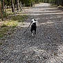 Mickey joined the competition — help win amazing prizes! animal, black_and_white, canine, daytime, dog, forest, gravel_road, nature, outdoor, path, pet, pine_trees, rural, scenic, shadow, stick, sunlight, trees, walking, woods