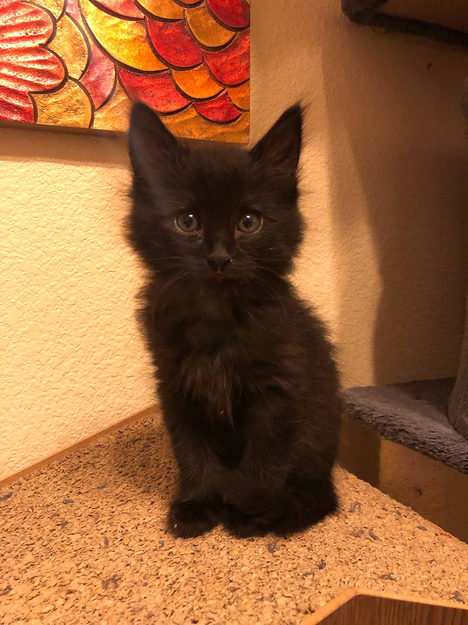 Kuma is registered to the contest to win money with this photo: black_cat, carnivore, cat, comfort, domestic_short_haired_cat, fawn, felidae, floor, flooring, fur, grey, hardwood, paw, small_to_medium_sized_cats, tail, terrestrial_animal, tints_and_shades, whiskers, window, wood