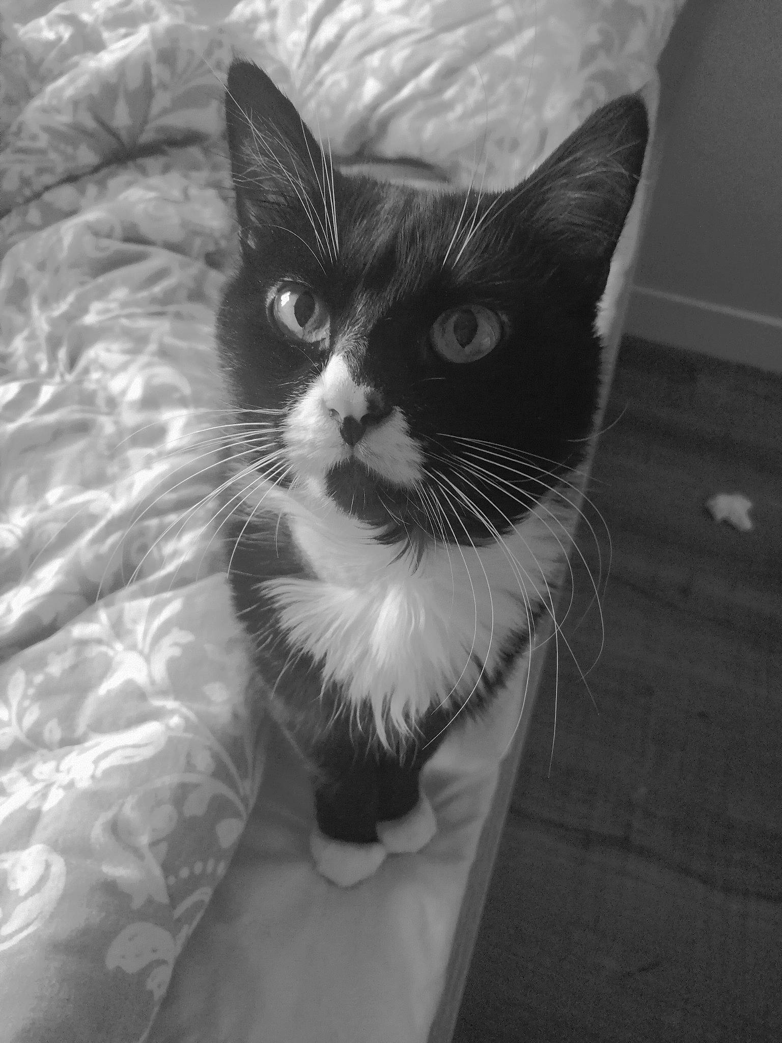 Nestlé a rejoint le concours — aidez-le/la à gagner de superbes lots ! black_and_white, carnivore, cat, comfort, domestic_short_haired_cat, eye, felidae, fur, grey, iris, linens, monochrome, monochrome_photography, small_to_medium_sized_cats, snout, stock_photography, style, tail, whiskers, white