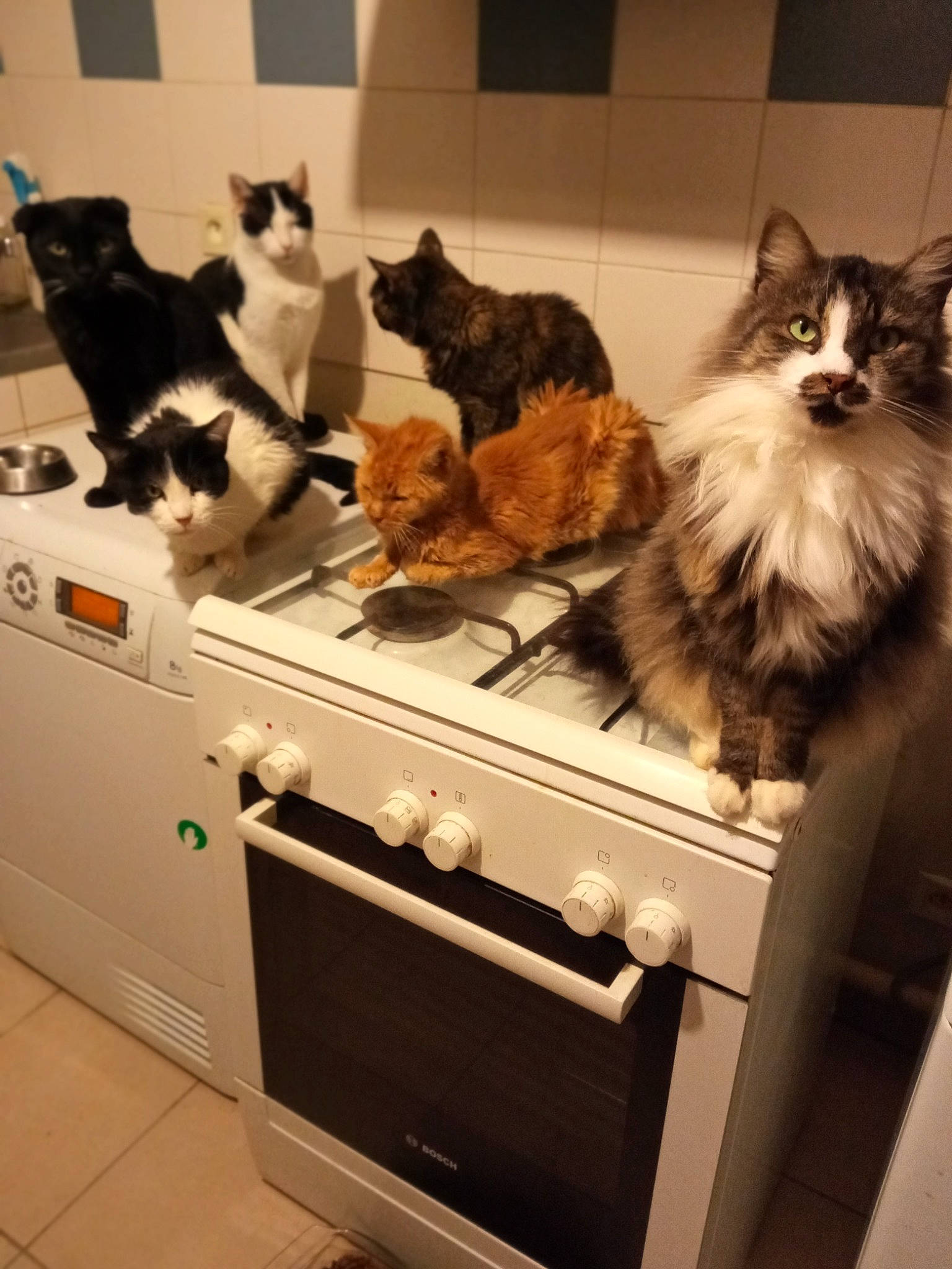 Capone participe au concours pour gagner de l'argent avec cette photo : cabinetry, carnivore, cat, cooking, cooktop, countertop, felidae, gas, gas_stove, home_appliance, kitchen, kitchen_appliance, kitchen_stove, major_appliance, room, small_to_medium_sized_cats, stove, tail, vertebrate, whiskers