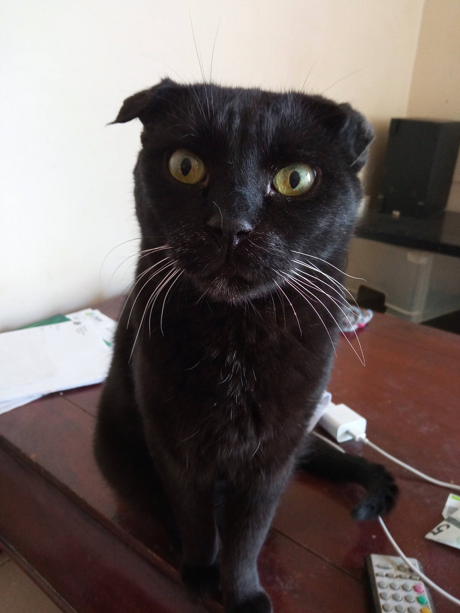 Capone participe au concours pour gagner de l'argent avec cette photo : black_cat, bombay, box, carnivore, cat, computer_keyboard, domestic_short_haired_cat, felidae, flooring, fur, hardwood, input_device, small_to_medium_sized_cats, snout, tail, terrestrial_animal, whiskers