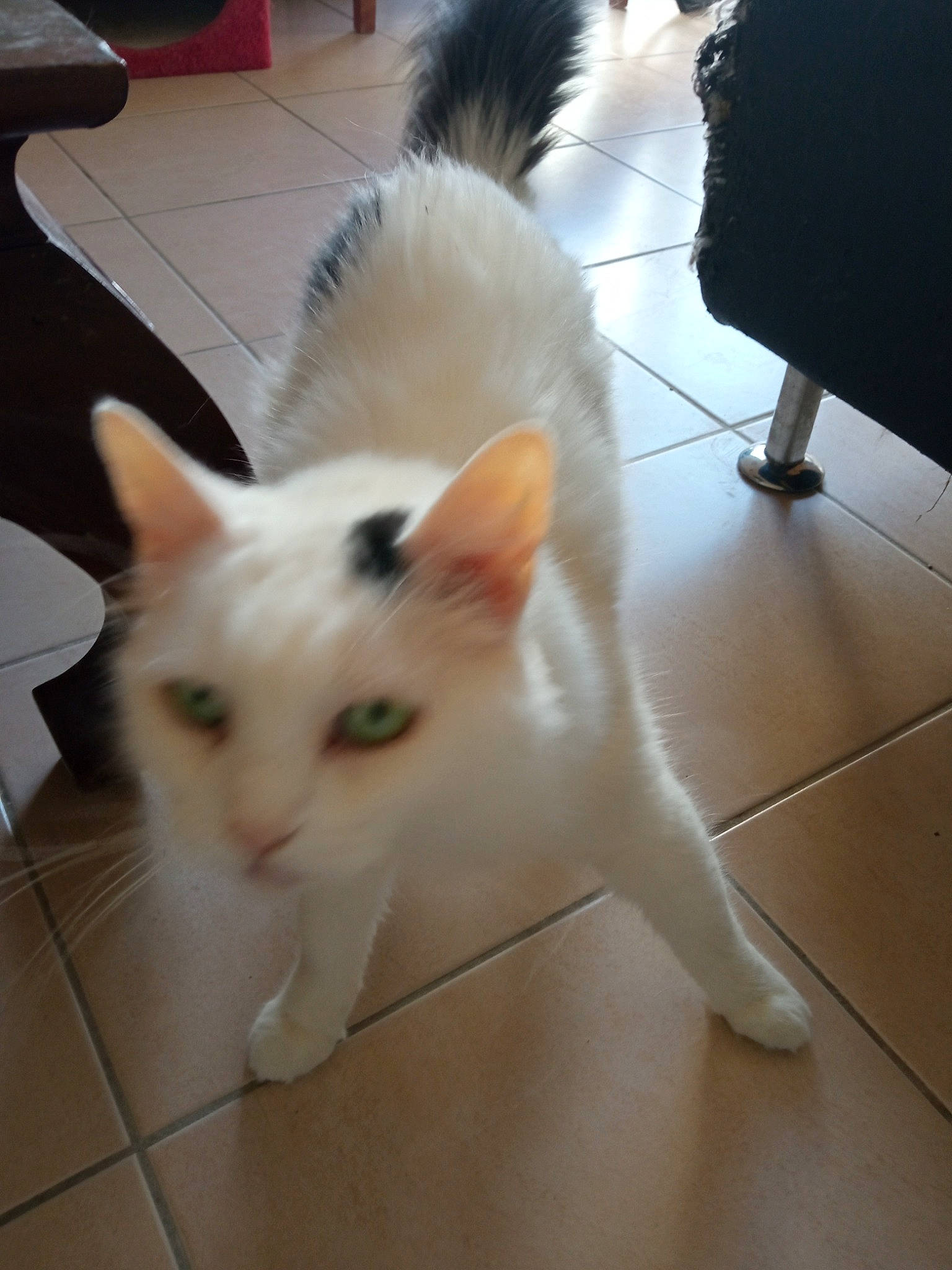 Bella a rejoint le concours — aidez-le/la à gagner de superbes lots ! carnivore, cat, claw, computer_keyboard, domestic_short_haired_cat, fawn, felidae, floor, flooring, fur, hardwood, paw, small_to_medium_sized_cats, snout, tail, whiskers, wood