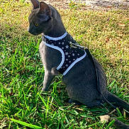 Luna joined the competition — help win amazing prizes! alert, animal, cat, daylight, ears, eyes, fur, grass, gray_cat, greenery, harness, leash, mammal, nature, outdoor, pet, sitting, sunlight, tree, whiskers