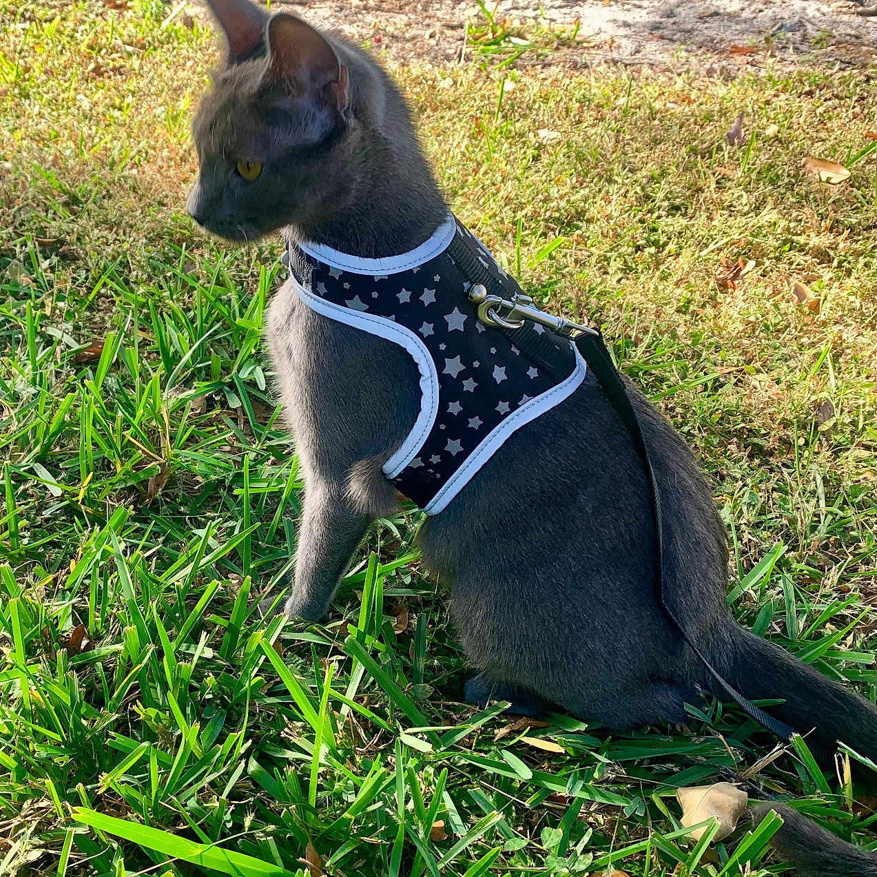 Luna joined the competition — help win amazing prizes! alert, animal, cat, daylight, ears, eyes, fur, grass, gray_cat, greenery, harness, leash, mammal, nature, outdoor, pet, sitting, sunlight, tree, whiskers