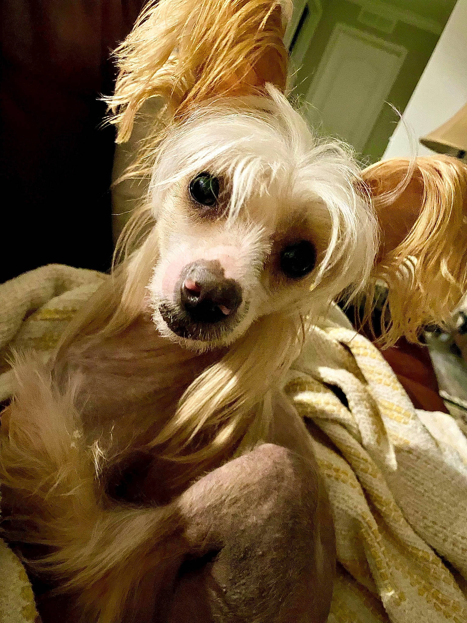 J J joined the competition — help win amazing prizes! canidae, carnivore, companion_dog, dog, dog_breed, dog_supply, ear, eye, fashion_accessory, fawn, fur, hair, iris, liver, plant, snout, sporting_group, toy_dog, whiskers, working_animal