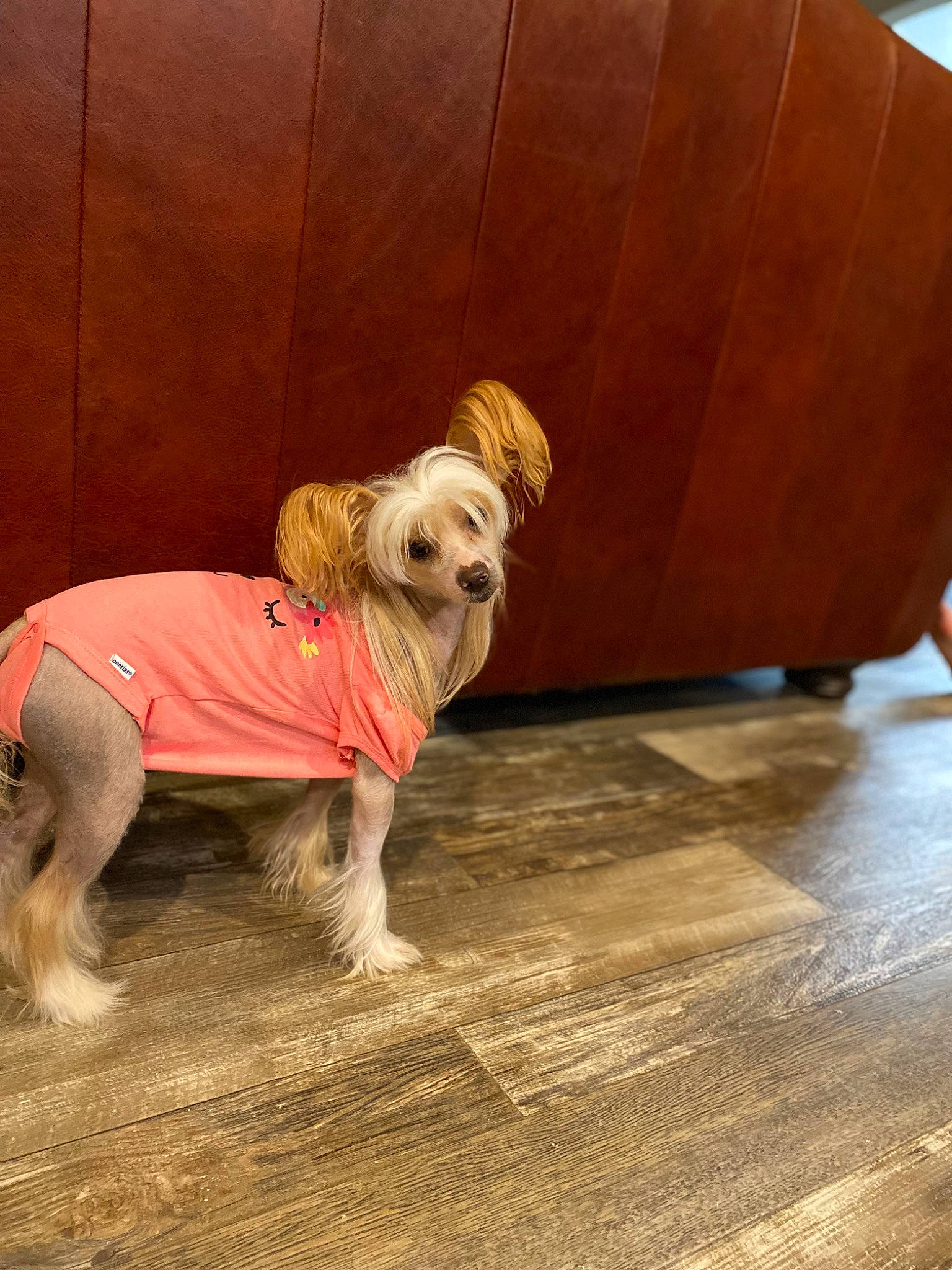 J J joined the competition — help win amazing prizes! carnivore, collar, companion_dog, dog, dog_breed, dog_clothes, dog_collar, dog_supply, fawn, floor, flooring, hardwood, pet_supply, small_terrier, terrier, toy_dog, varnish, wood, wood_stain, working_animal